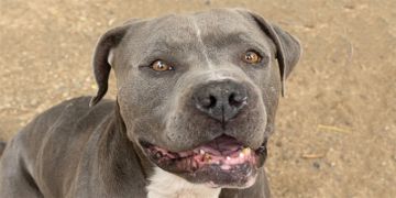 5-year-old male gray and white Pit Bull dog