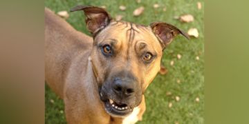 1-year-old female tan and white Pit Bull dog