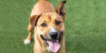 2-year-old brown and white Pit Bull mix dog
