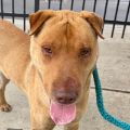 male beige and tan Chinese Sharpei mix dog