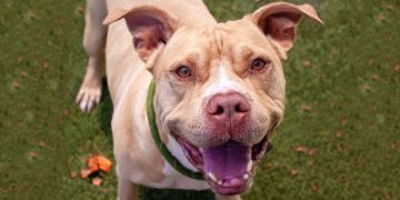 8-year-old male brown and white Pit Bull dog