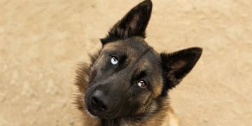 3-year-old male tan and black German Shepherd dog