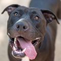 male black and white Pit Bull dog