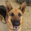 female brown and black German Shepherd dog