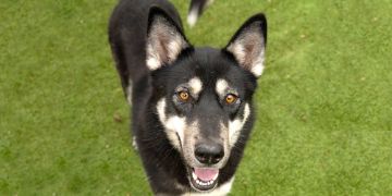 2-year-old female black and white Siberian Husky dog