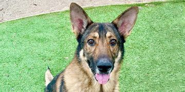 7-year-old male black and brown German Shepherd dog