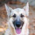 female tan and black German Shepherd dog