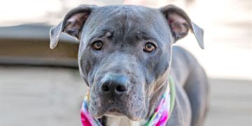 3-year-old female gray and white Pit Bull dog