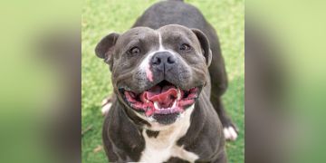 2-year-old male gray and white Pit Bull dog