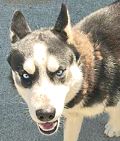 male black and white Siberian Husky dog