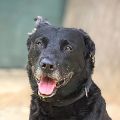 male black German Shepherd mix dog