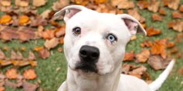 2-year-old male white Pit Bull dog