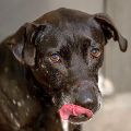 female black and white Pit Bull dog