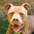 male red and white Pit Bull dog