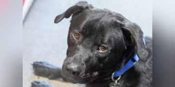 2-year-old male black Rottweiler dog