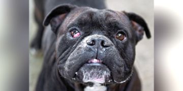 4-year-old male black and white Bully dog