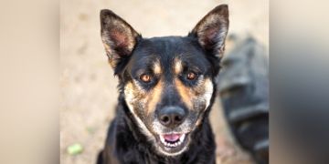 1-year-old male black and brown German Shepherd mix dog