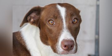 1-year-old female brown and white Border Collie mix dog