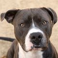 male gray and white Pit Bull dog