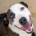 male brown brindle and white Pit Bull dog