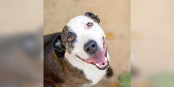 6-year-old male brown brindle and white Pit Bull dog