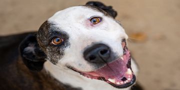 male brown brindle and white Pit Bull dog