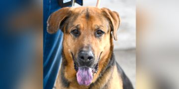 4-year-old male brown and black German Shepherd dog