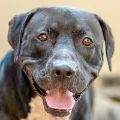 male black and white Pit Bull dog