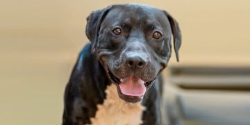 2-year-old male black and white Pit Bull dog