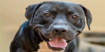 male black and white Pit Bull dog