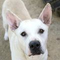 male white Pit Bull dog