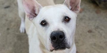 male white Pit Bull dog