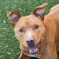 male tan Pit Bull dog