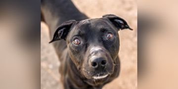 9-year-old male black and white Labrador Retriever mix dog