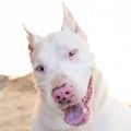 male white Bull Terrier mix dog