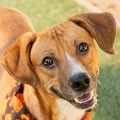 male red and white American Staffordshire mix dog