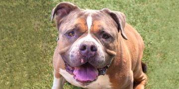 7-year-old male brown and white American Bulldog