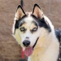 male black and white Siberian Husky dog