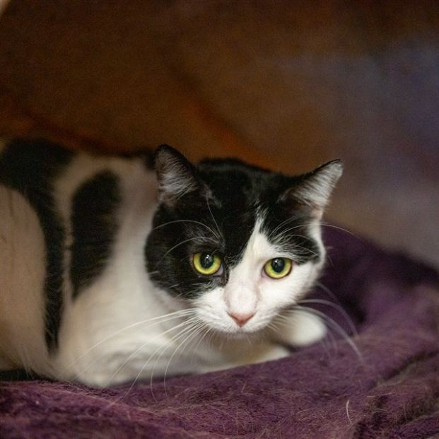 female black and white domestic longhair cat