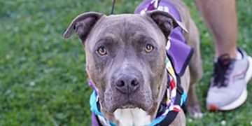 4-year-old male brown brindle and white Pit Bull dog