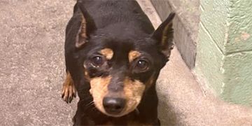 10-year-old female black and brown Miniature Pinscher dog