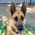 female sable German Shepherd dog