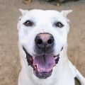 male, cream and white, Pit Bull and Shepherd mix dog