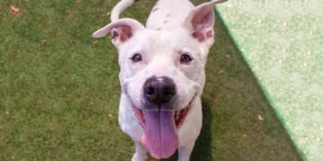 12-year-old male white and brown Pit Bull dog