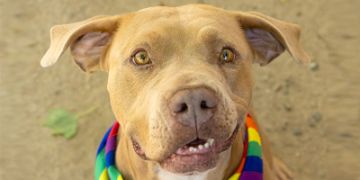 5-year-old female tan Pit Bull dog