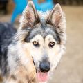 female brown and black German Shepherd and Collie mix dog