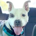 female white Pit Bull dog