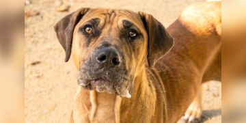 2-year-old female brown and white Hound mix dog