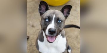2-year-old female gray and white Pit Bull mix dog