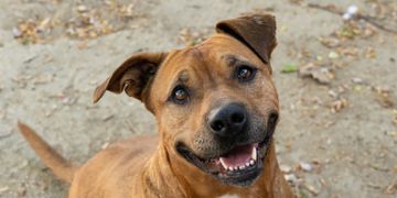5-year-old female tan Pit Bull and German Shepherd mix dog
